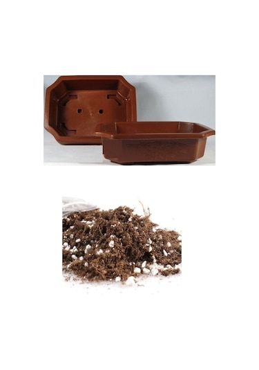 Kırmızı Gül Bonzai Ağacı Tohumu Ekim Seti 5 Tohum +Saksı+Toprak