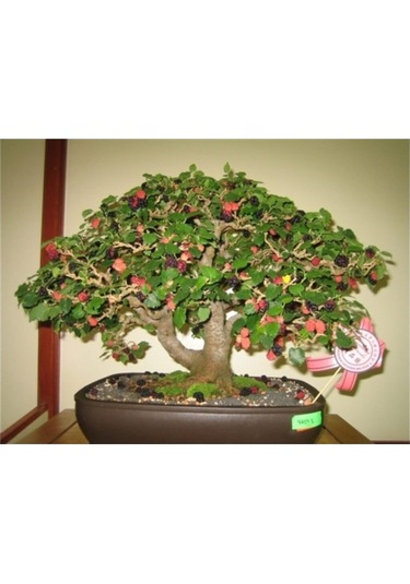 Karadut Bonzai Ağacı Ekim Seti 5 Adet Tohum Saksı Toprak Kombin