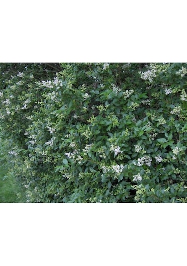 Fidan & Peyzaj - 10 Adet Ligustrum / Kurtbağrı /çit Bitkisi 1yaş