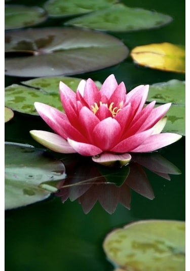Lotus Çiçeği Tohum Nilüfer Çiçeği Tohumu 5 Adet Tohum