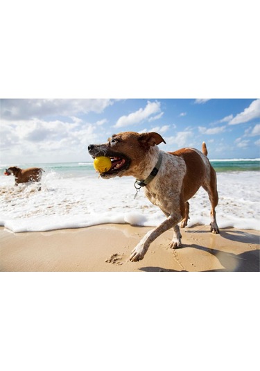 Waboba Woofpack Frizbi Top Köpek Oyuncağı Oyun Seti