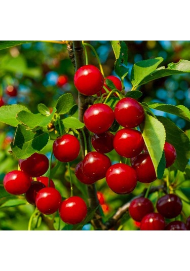 Tüplü Yarı Bodur Kütahya Vişne   Fidanı