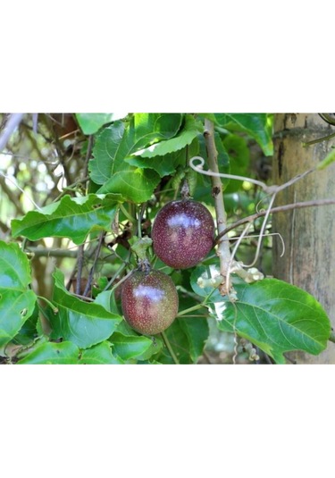 Çarkıfelek Meyvesi Tohumu 10 Adet, Passion Fruit, Pasiflora