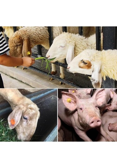 Akülü Küpe Takma Pensi