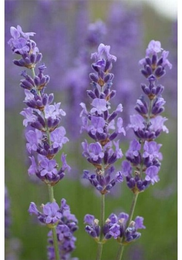 Lavanta Lavandula Angustifolia 20 Adet Tohum