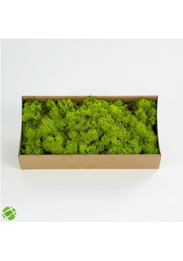 Reindeer Moss Lime Şoklanmış Norveç Yosunu 250gr
