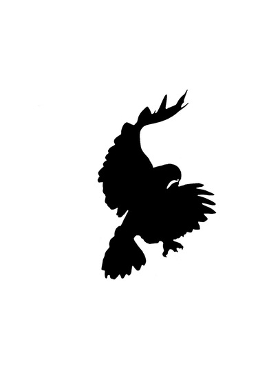 Avını Yakalamış Geri Dönen Kartal Sticker 17Cm