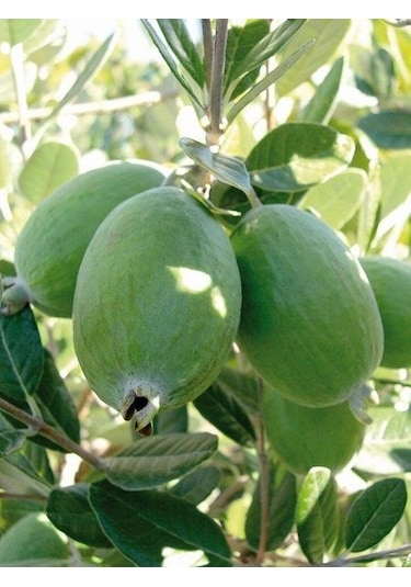Ağaç Bamyası Araujia Sericifera Fidesi 90-140 Cm