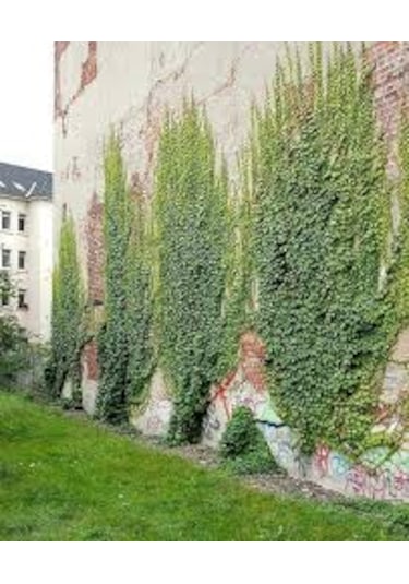 5 Adet Tohum Nadir Yaz Kış Solmayan Yeşil Sarmaşık Tohumu