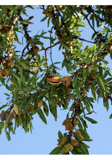 Aysenin Badem Çekirdeği Yağı / Almond Kernel Oil 50  ML