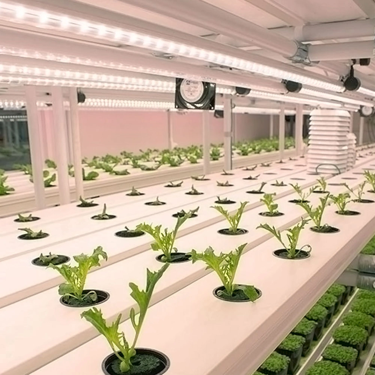 Dianziye Bitki Büyüme Led Işığı Kırmızı Islak Işık 3/9/12 Saat Akıllı Zamanlama 4 Seviye Parlaklık Usb Plug & Play 100cm