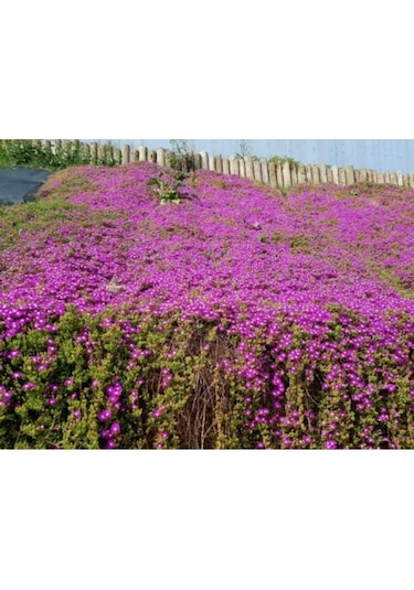 Serada Decor Plant 10 Adet Acem Halısı Çiçeği Fidesi Fidanı