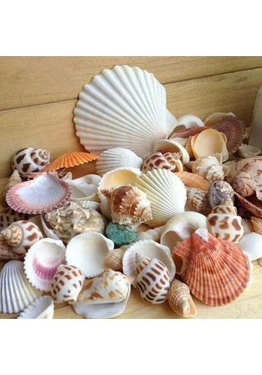 Dofolink 100g Doğal Deniz Kabukları - Akvaryum, Bahçe, Foto Çerçevesi Ve Su Flakonları İçin Dekoratif Dıy Malzeme 30-35 Adet