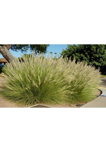 Pennisetum Otsu Bitki 10 Adet