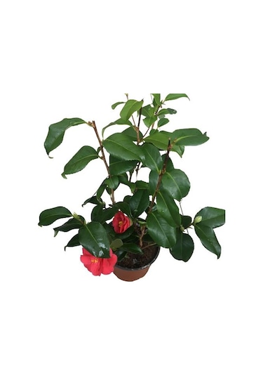 Camellia Japonica - Kamelya Bitkisi Kırmızı Renk