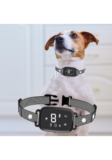 Homyl İç Mekan Oturma Odasında Çalıştırmak Için Köpek