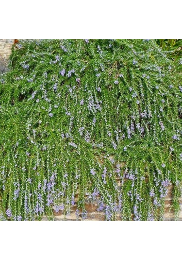 Yayılıcı / Sarkıcı Biberiye 5 Adet - Rosmarinus Officinalis Prost