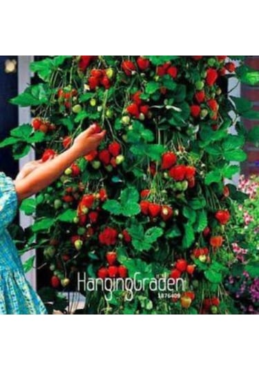 Alman Çilek Ağacı Tohumu Ekim Seti