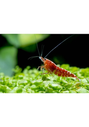 Kiraz Karides 10 Adet 1-1,2 Cm