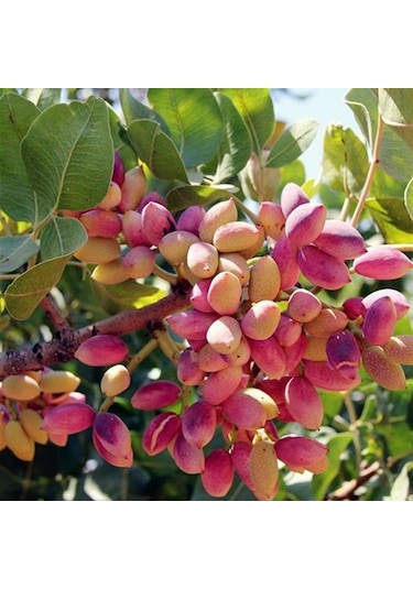 4 Adet Tüplü Siirt - Antep Fıstığı Fidanı