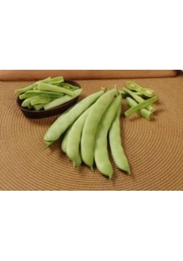 Sarıkız Fasulyesi Tohumu