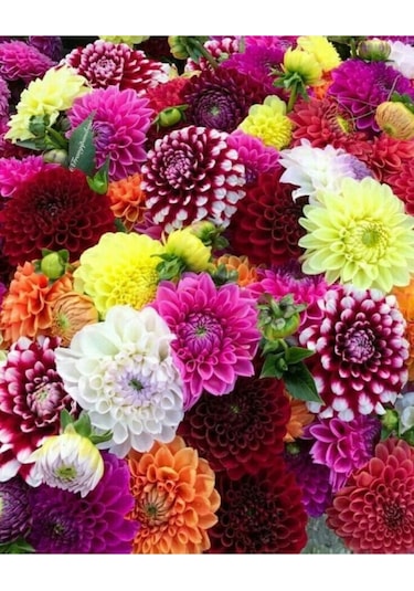 5 Adet Karışık Renkli Yıldız Çiçeği Soğanı