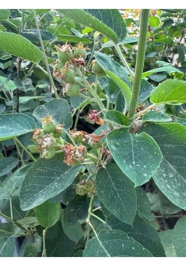 3 Yaş Tüplü Saskatoon Berry Northline 80-100 Cm