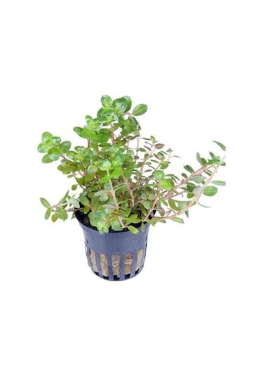 Rotala Rotundifolia Saksı Canlı Bitki