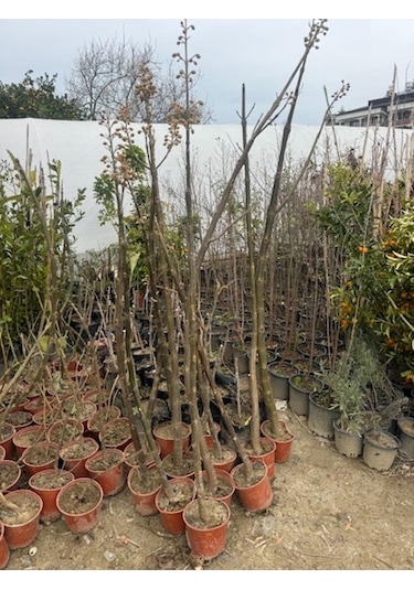 Saksıda Mor Çiçekli Yoğun Kokulu Pavlonia Fidanı Boy 120-150 Cm