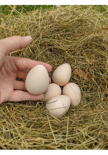 Alex Gips Yolunceği Temizlik Ürünleri 240119249