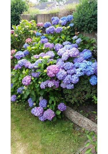 4 Adet Renk Değiştiren Gösterişli Ortanca Çiçeği Fidanı