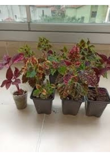 100 Adet Tohum Tohum Çok Nadir Bulunan Kalyos Çiçeği Saksı Torak