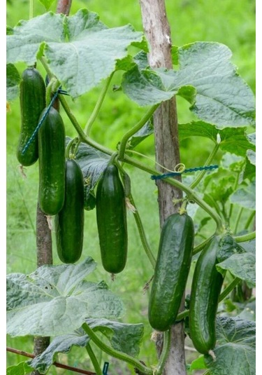 100 Adet Tohum Köy Salatalık Nadir Erkenci Bol Verim Sırık Salatalık Tohumu Sürpriz Hediye Tohum