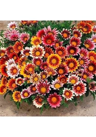 Meramlı Kız Gazania Çiçeği Tohumu 1 Paket 20 Adet