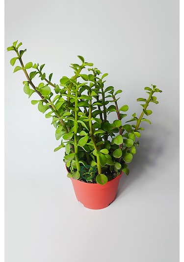 Fil Azığı Portulacaria Afra Para Çiçeği 8.5 Saksıda