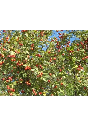 Lokman Aktar Kuru Kuşburnu 1 KG