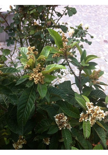 250 Gr. Yeni Dünya - Malta Eriği Yaprağı Dalından Günlük Toplama