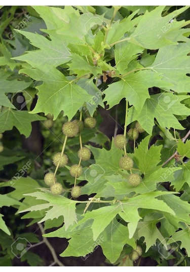 Çınar Fidanı - 80-100 Cm Boyunda, Gölgeli Ağaç Fidanı