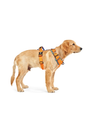 Interlaken H Koşum Takımı Ped Tipi Turuncu Mavi Göğüs Tasması M Mavi - Turuncu