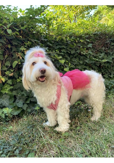 Gobo Kareli Yıldızlı Tüllü Kedi Köpek Kıyafeti Elbisesi