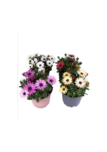 Thebestonline Bodrum Papatyası - Osteospermum - Saksı'da Canlı Çiçek - 4'lü Miks