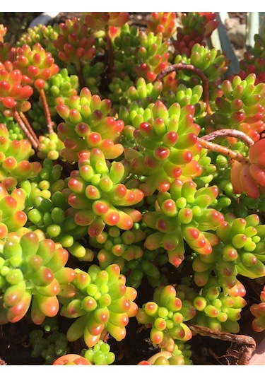 Sedum Rubrotınctum 20 Adet - Jelly Bean Sukulent
