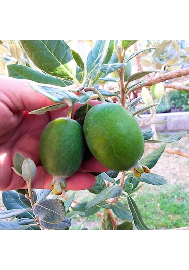 Feyko Feıjoa Kaymak Ağacı Fidanı 70-100 Cm Meyve Verme