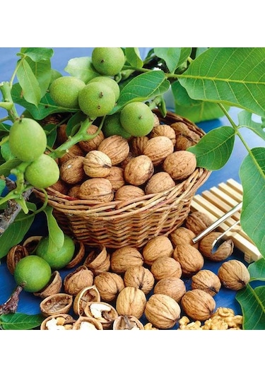 Full Mol 2.4 ( Humik Fulvik Asit ) 5 KG Sıvı Organik Gübre