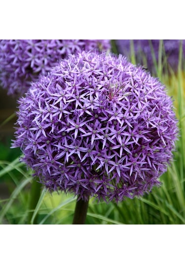 Camtohum Dev Mor Allium Tohumu Ekim Seti 3 Tohum + Saksı + Toprak + Hediye