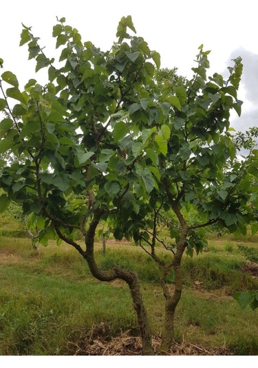 Siyah Dut Avusturalya Cins 60-100 Cm 1-2 Yaş Arası