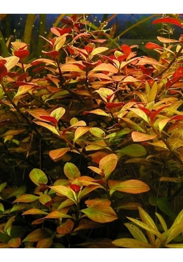 Ludwigia Repens Kusursuz Form Akvaryum Bitkisi Canlı Bitki 5 Dal