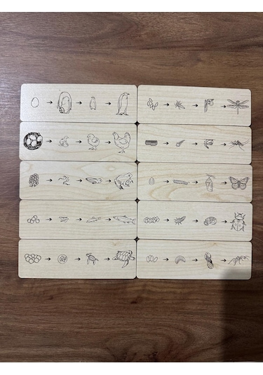 Montessori Hayvanların Ve Böceklerin Yaşam Döngüsü