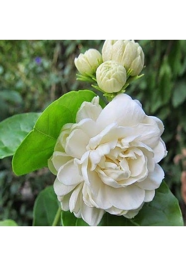 Katmerli Full Çiçeği  5.5 Cm Saksıda