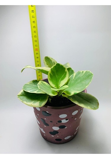 Peperomia Obtusifolia Alacalı Peperomia Ithal Özel Tür